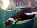 African Penguin