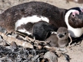 African Penguin
