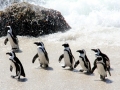 African Penguin
