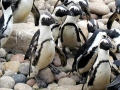 African Penguin