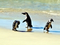 African Penguin