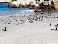 African Penguin