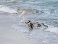 African Penguin