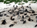 African Penguin