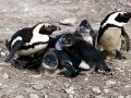 African Penguin