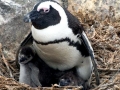 African Penguin