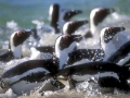 African Penguin