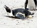 African Penguin