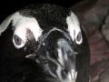 African Penguin