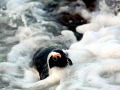 African Penguin