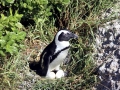 African Penguin