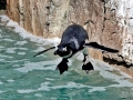 African Penguin