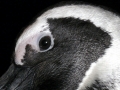 African Penguin