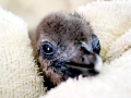 African Penguin