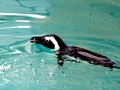 African Penguin