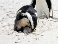 African Penguin