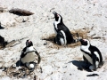 African Penguin