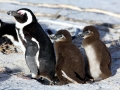African Penguin