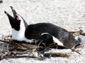 African Penguin