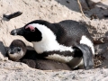 African Penguin