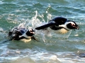 African Penguin