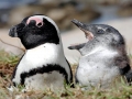 African Penguin