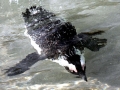 African Penguin