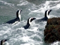 African Penguin