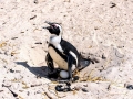 African Penguin