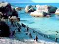 African Penguin