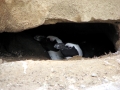 African Penguin