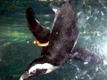 African Penguin