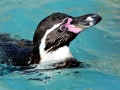 African Penguin
