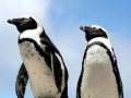 African Penguin