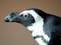 African Penguin