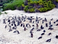 African Penguin
