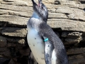 African Penguin