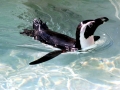 African Penguin