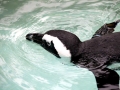 African Penguin