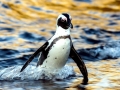 African Penguin