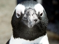 African Penguin