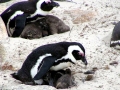 African Penguin