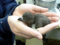 African Penguin