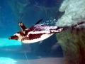 African Penguin