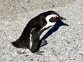 African Penguin
