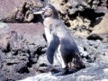 African Penguin