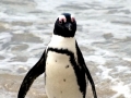 African Penguin