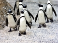 African Penguin