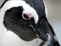African Penguin