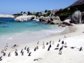 African Penguin